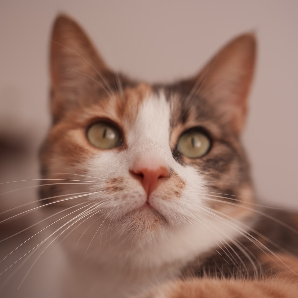 ScreenTimeCat - Tabby
